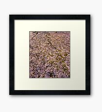 Snowing Sakura Petals in Spring Framed Print