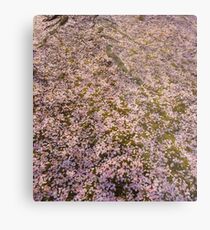 Snowing Sakura Petals in Spring Metal Print