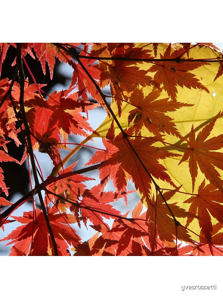 momiji shadow by yvesrossetti