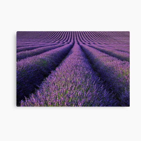 Lavender Canvas Print