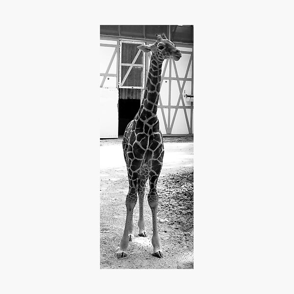 Hi, I am Niek Photographic Print