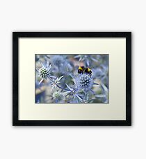 Sea Holly Framed Print