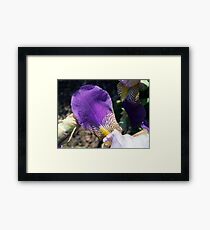 Iris Petal Framed Print