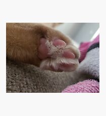 Fur baby Photographic Print