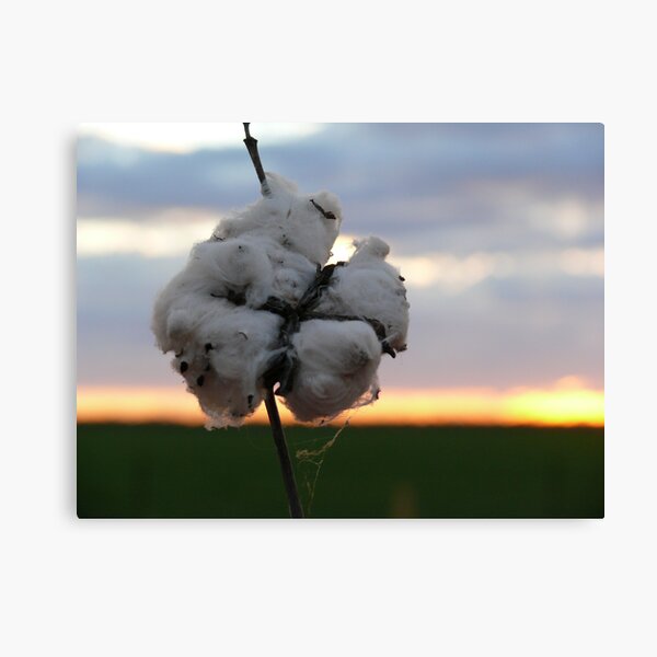 Cotton Fields back Home (1) Canvas Print