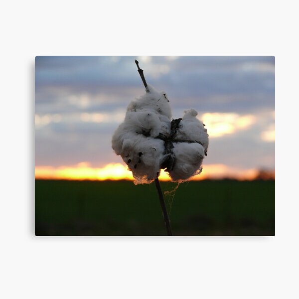 Cotton Fields back home (2) Canvas Print