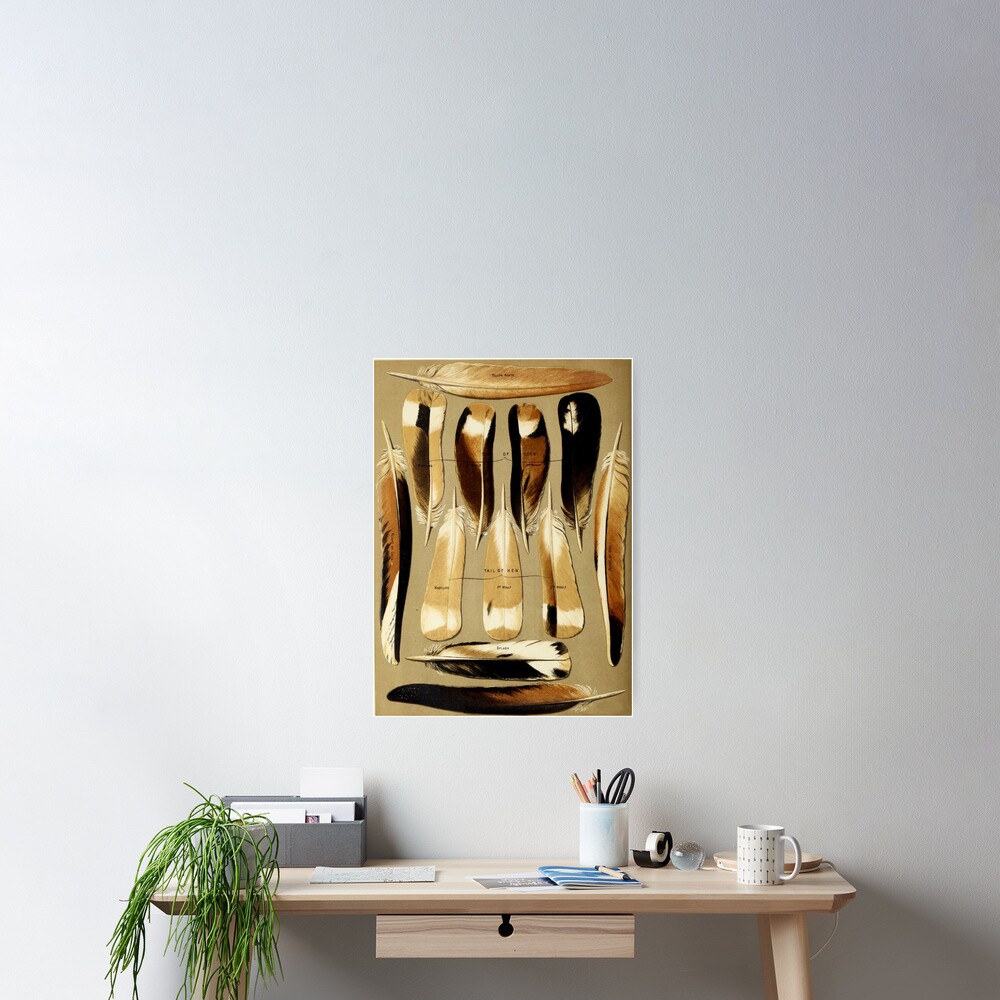 Pigeon Feathers Poster