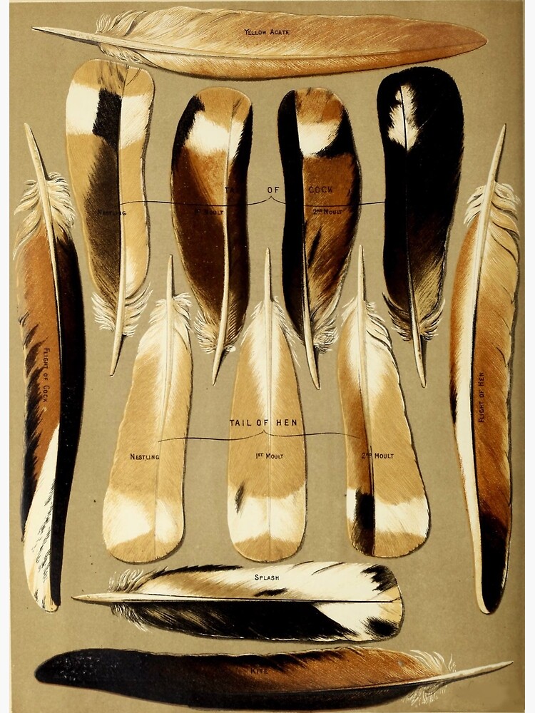Pigeon Feathers by bluespecsstudio