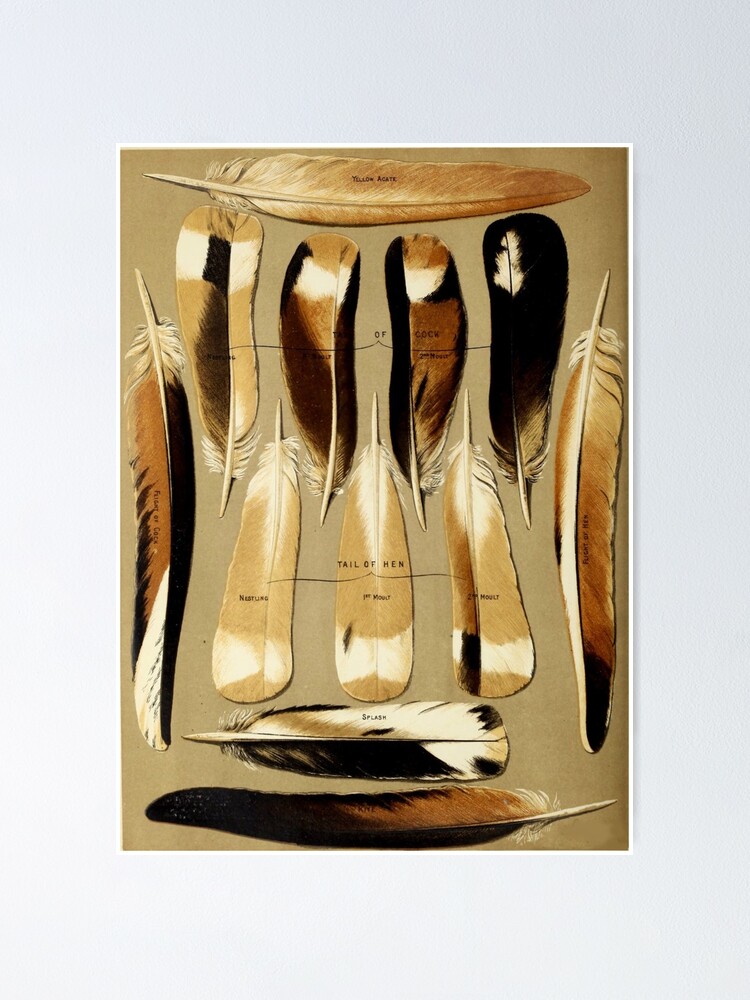 Alternate view of Pigeon Feathers Poster