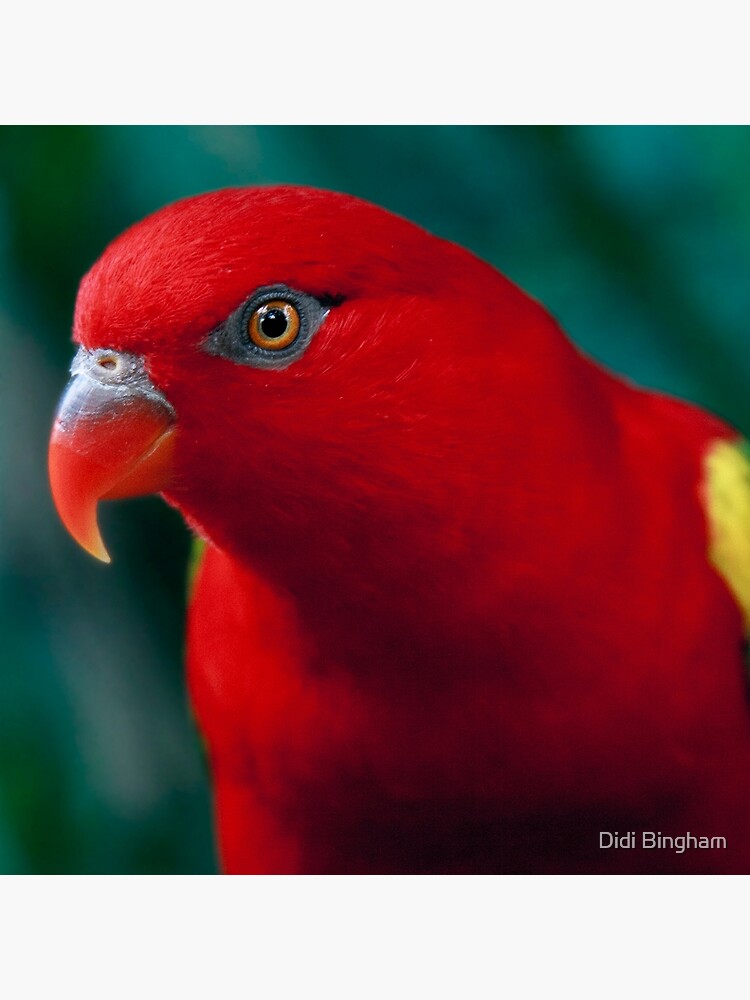 &ldquo;Chattering Lory&rdquo; Photographic Print by GreenEyedHarpy | Redbubble