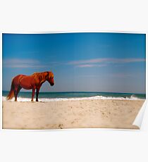 wild horses Poster