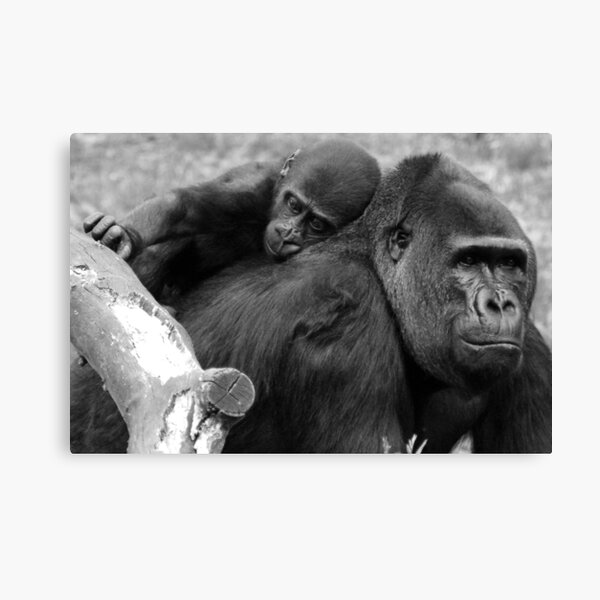 Strong Shoulders Canvas Print