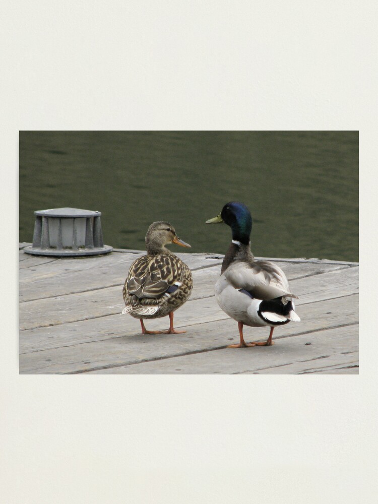 Alternate view of Did you hear the one about the two fish...? Photographic Print