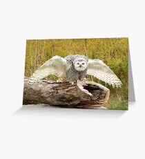 Laying down the law Greeting Card