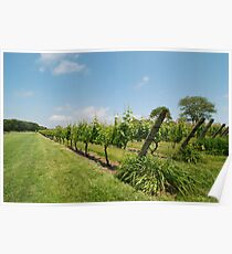 Grape vines Poster