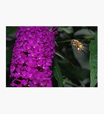 BUFFET!! Photographic Print