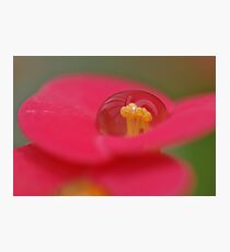 flower ball Photographic Print