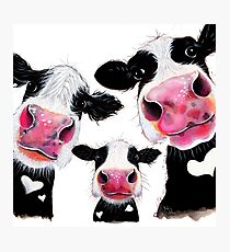 CoW PRiNT, ANiMAL PRiNT "DAS NOSy FaMILY" VON SHiRLEY MacARTHuR Fotodruck