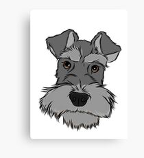 Adorable Miniature Schnauzer Canvas Print