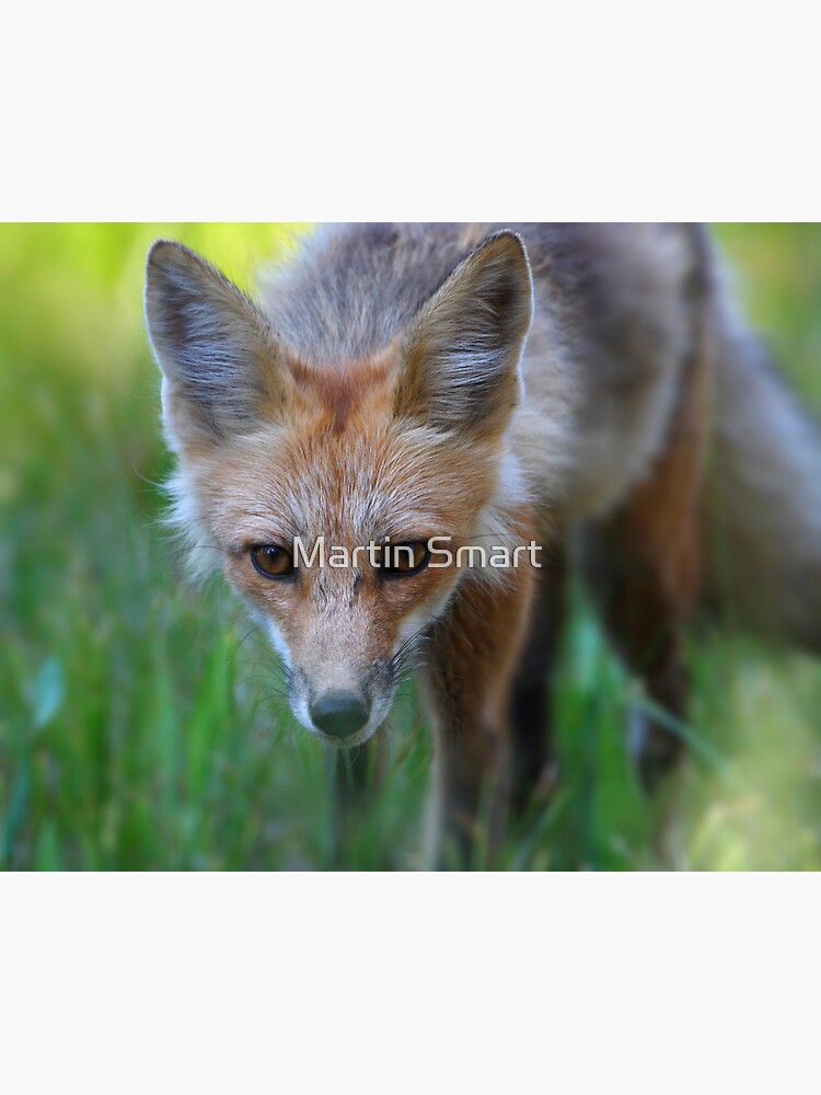 On the Hunt by MartinSmart