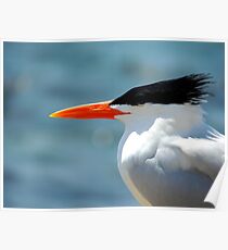 Elegant Tern Poster