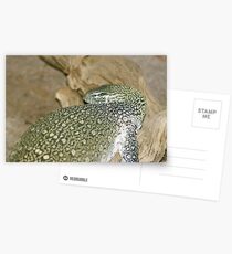 Nile Monitor Postcards