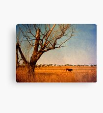 Cattle Country - Uralla, Northern Tablelands, NSW, Australia Metal Print