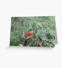 Mr and Mrs Cardinal.. on a very early rainy morning.... Greeting Card