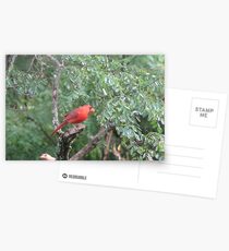 Mr and Mrs Cardinal.. on a very early rainy morning.... Postcards