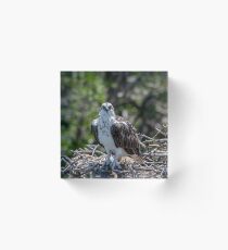 Ospreys Nesting 1 Acrylic Block