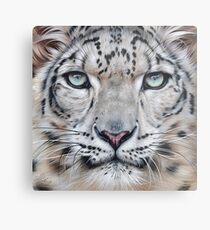Faces of the wild - Snow Leopard Metal Print