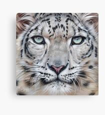 Faces of the wild - Snow Leopard Canvas Print