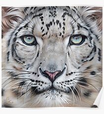 Faces of the wild - Snow Leopard Poster