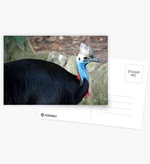 Cassowary Postcards