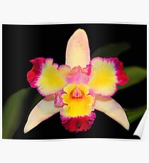 Multi Coloured Cattleya Orchid Poster