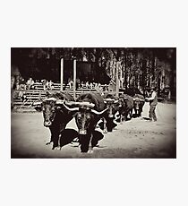 Black & White Bullock Team Photographic Print