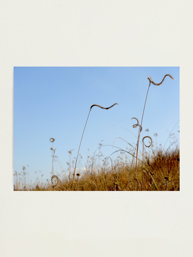 Alternate view of Carefree Photographic Print