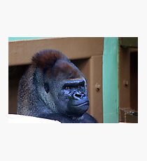 Go Go Go-rilla Photographic Print
