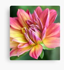 dahlia burst Metal Print