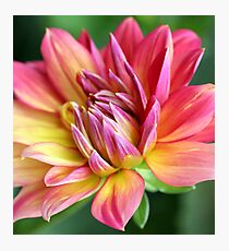 dahlia burst Photographic Print
