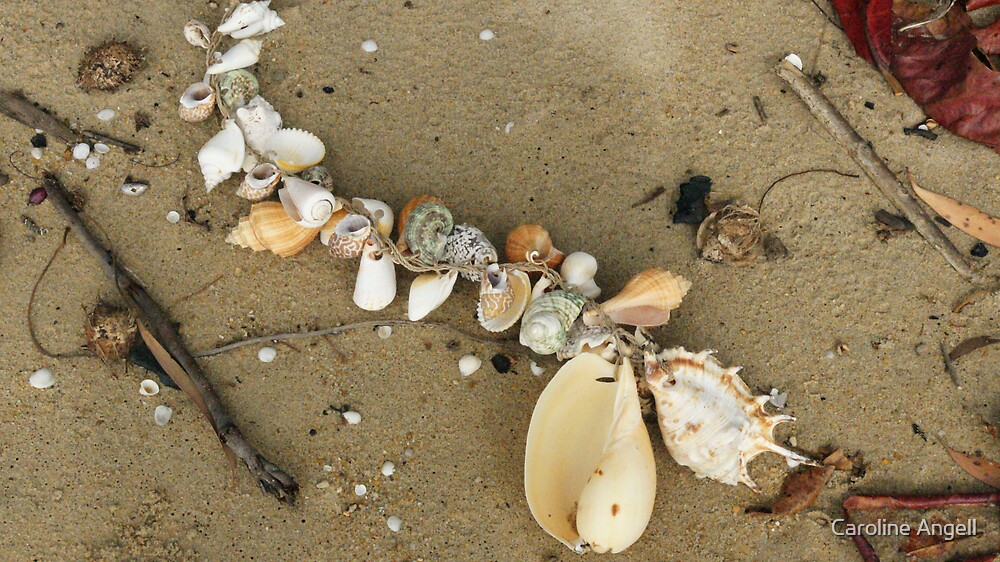 "String of Shells" by Caroline Angell Redbubble