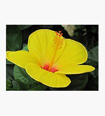 so so yellow Photographic Print