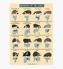 Hedgehogs of the World Photographic Print