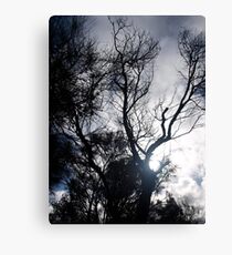 Sun through Tree Canvas Print