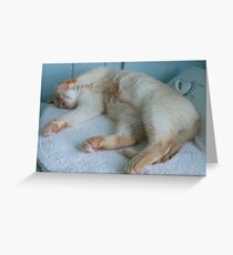 Monte Greeting Card