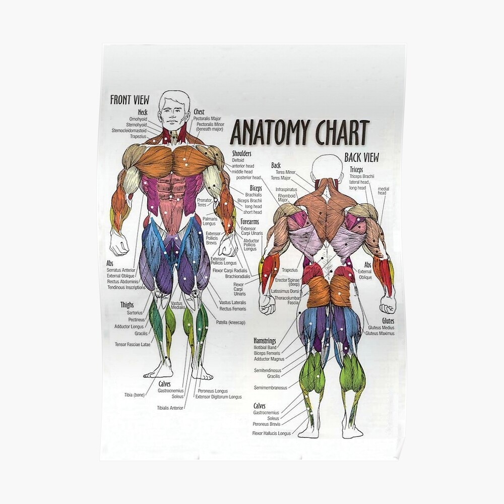 Anatomy Posters Muscle Charts