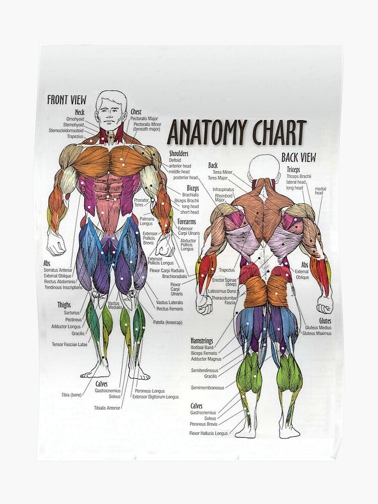 Deadlift Muscle Chart