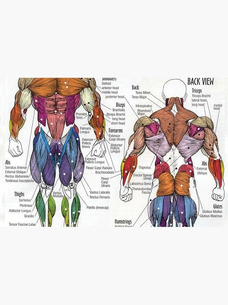 Bodybuilding Muscle Chart