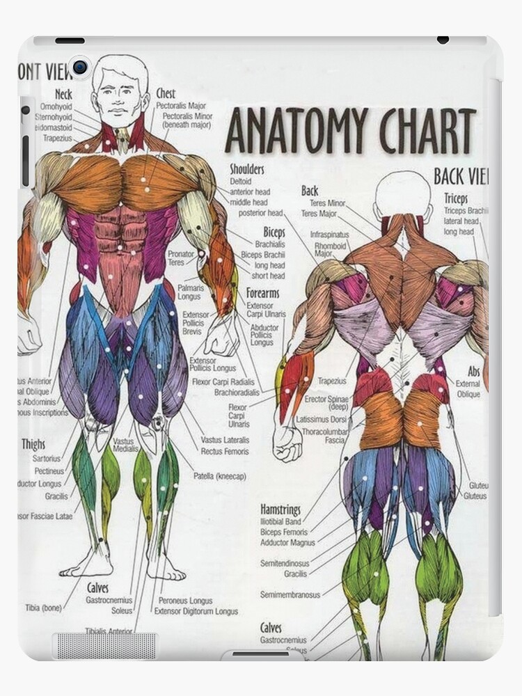 "Anatomy Chart - Muscle Diagram" iPad Case & Skin by ...