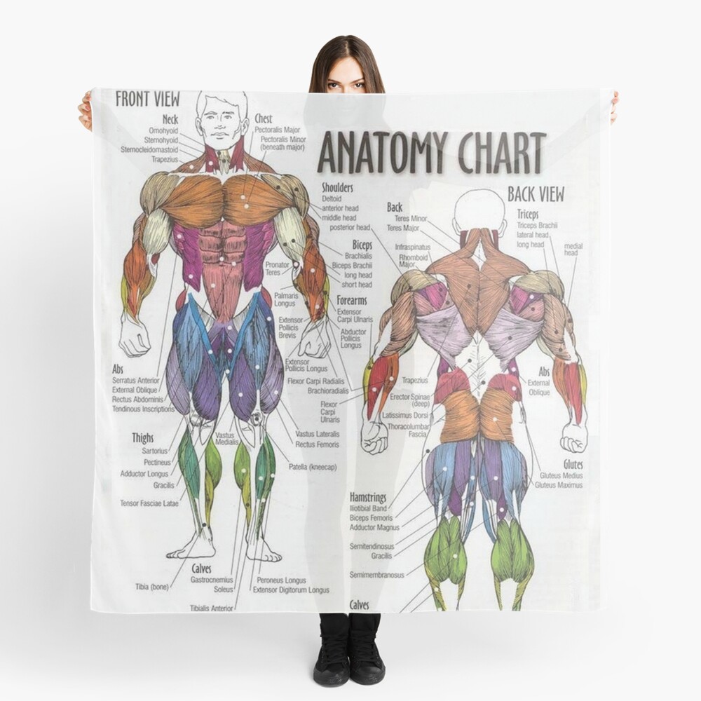 Anatomy Chart Muscle Diagram Scarf By Superfitstuff Redbubble Images, Photos, Reviews